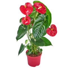 Potted anthurium 'Gloss' home flower